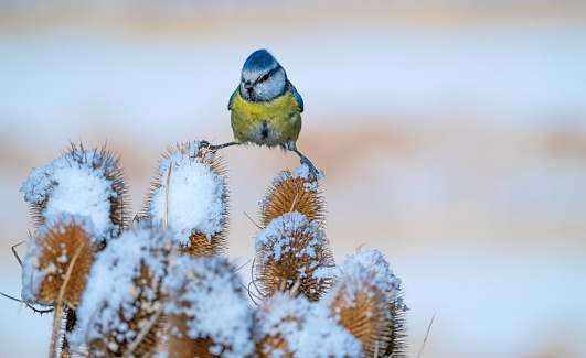 Blue tit in wintertime,Eifel,Germany.\nPlease see more than 1000 songbird pictures of my Portfolio.\nThank you!