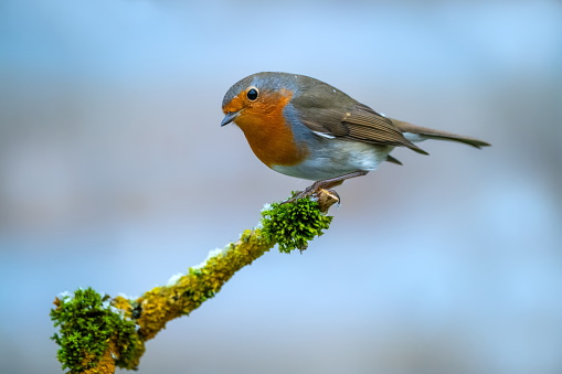 The American robin in flight with fully extended wings