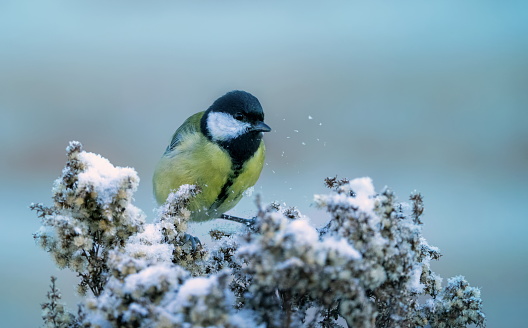 Great tit in wintertime,Eifel,Germany.\nPlease see more than 1000 songbird pictures of my Portfolio.\nThank you!
