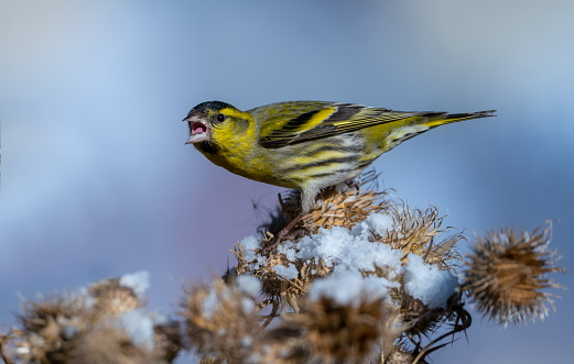 Siskin in winter. Please see more than 1000 songbird pictures of my Portfolio.\nThank you!