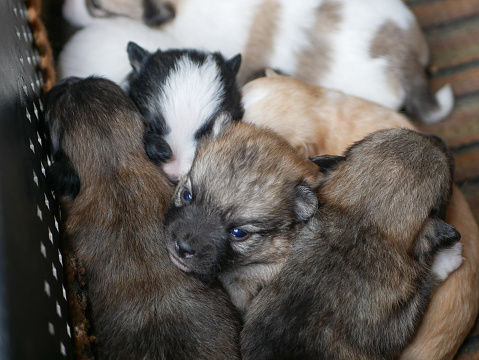 Newborn puppies sleep in an embrace. High quality photo