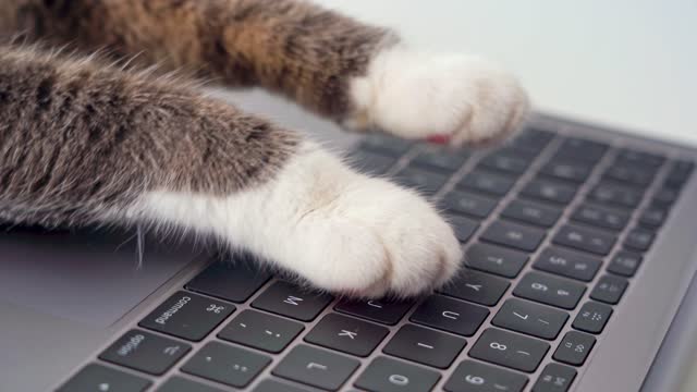 3,309 Cat Computer Stock Videos and Royalty-Free Footage - iStock | Woman  cat computer, Dog cat computer, Man cat computer