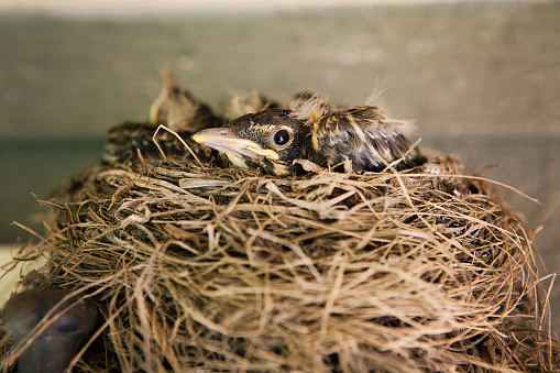 A close up image of a baby robin in a nest.