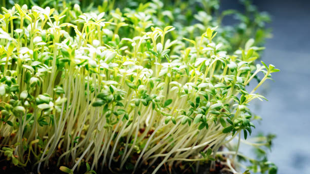 Closeup horizontal background from organic microgreen of watercress. Seed Germination at home. Closeup horizontal background from organic microgreen of watercress. Seed Germination at home. Vegan and healthy eating concept. Sprouted germinated from high quality organic seed. Italian spices watercress stock pictures, royalty-free photos & images