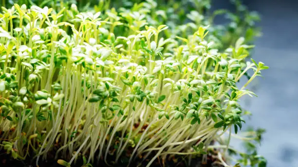 Closeup horizontal background from organic microgreen of watercress. Seed Germination at home. Vegan and healthy eating concept. Sprouted germinated from high quality organic seed. Italian spices