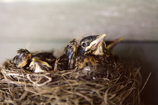 A close up image of  baby robins in a nest. The nest is getting crowded, and all of these babies flew away the next day.