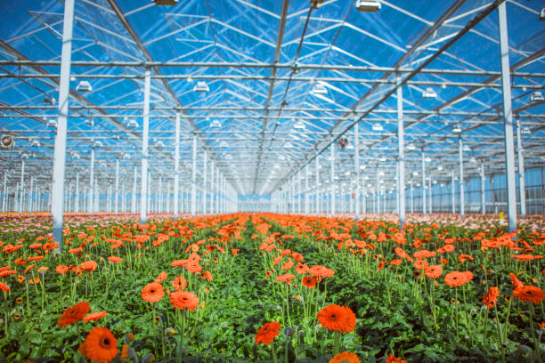 istock A Gerbera Flower Greenhouse in Holland 1302487537