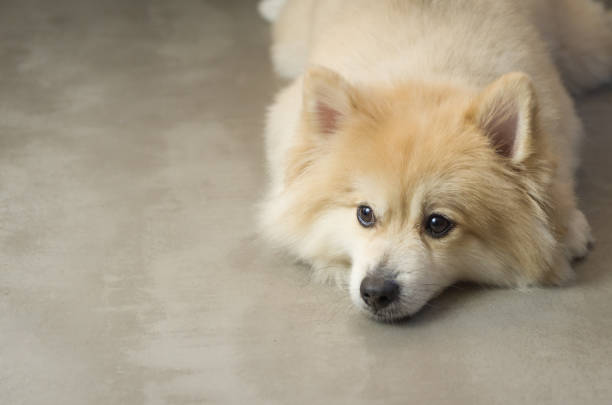 belo cão spitz alemão de cor amarelo claro - pet fair - fotografias e filmes do acervo