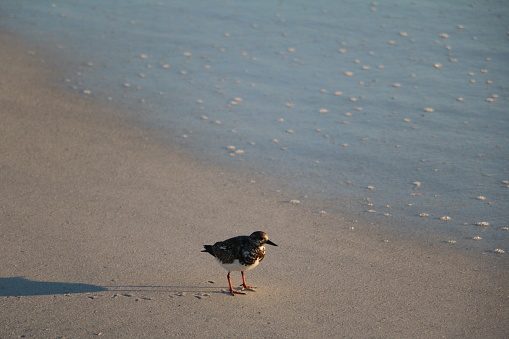 Young bird Calidris alba at the beach, Florida USA