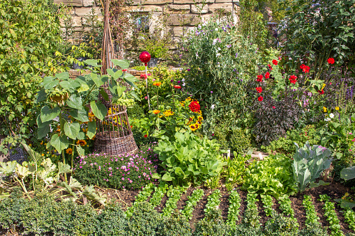 salads in garden under protection