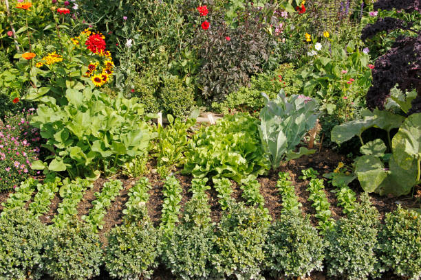 istock Fresh salad plants and vegetables from the garden 1302488398