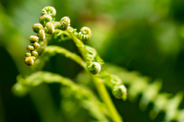 Unfurling Fern