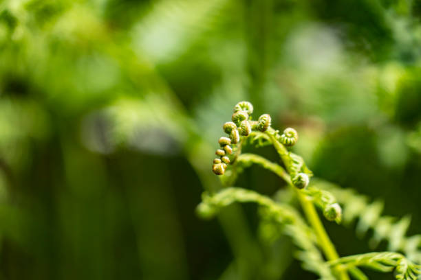 istock Unfurling Fern 1302488715