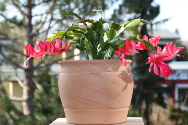 Red flowers of Cactus Schlumbergera truncata