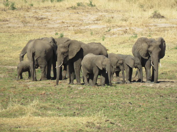 istock african elephant family 1302489948