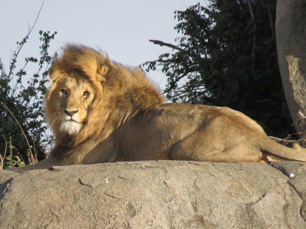 istock portrait of a lion 1302490059