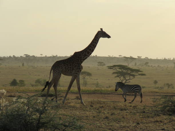 istock giraffe and zebra in the savannah 1302490098
