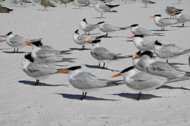 istock Terns at Siesta Key Beach, Florida USA 1302490183
