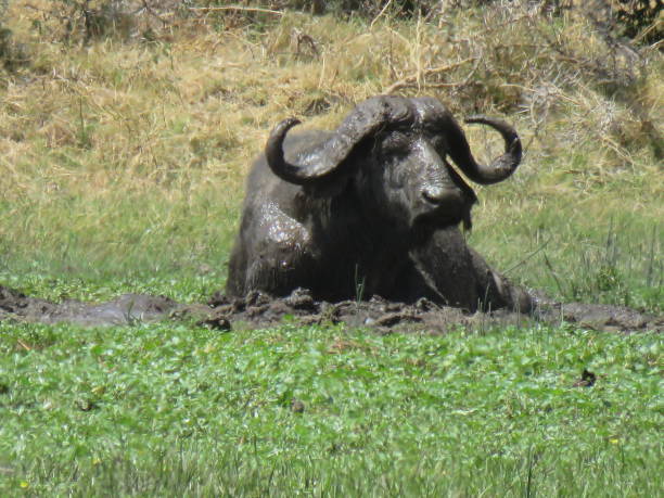 istock african buffalo in the grass 1302490267