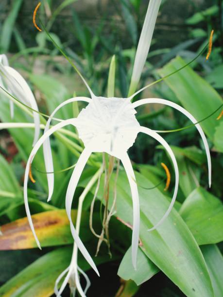 istock white flowers that resemble spiders 1302490801