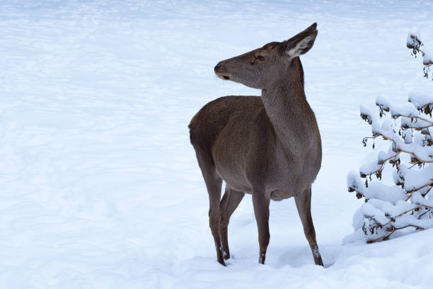 Young European roe deer. Beautiful animals Capreolus on the snow in the winter park. Young European roe deer. Beautiful animals Capreolus on the snow in the winter park. roe deer frost stock pictures, royalty-free photos & images