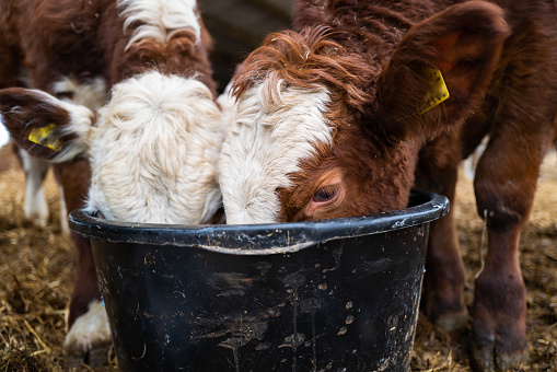 Close up color image depicting two cows feeding with their head plunged comically into a bucket in the farm yard.