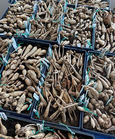 Tubers dug out of the ground in the fall, are being sorted for spring planting