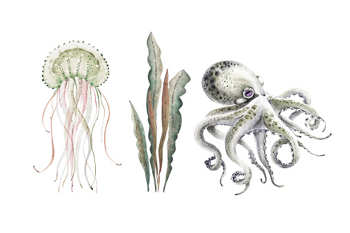 set of watercolor illustrations in marine style on a white background, with marine life, jellyfish, octopus, seaweed, hand painted