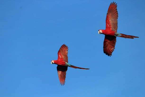 Couple of red macaws flying in bluish sky with open wings Couple of red macaws flying in bluish sky with open wings bonito brazil stock pictures, royalty-free photos & images