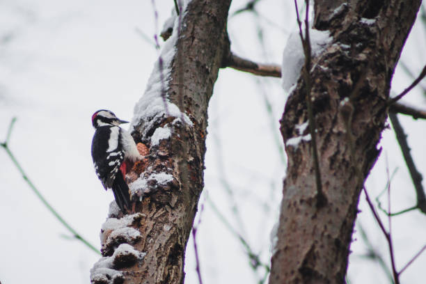 Woodpecker in German forest Great Spotted Woodpecker in Harz Mountains National Park, Germany. Animal theme. Woodpecker drumming on tree in winter season dendrocopos major great spotted woodpecker in the snow stock pictures, royalty-free photos & images