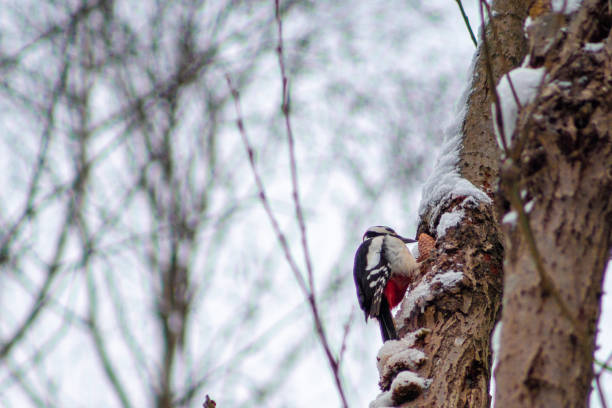 Woodpecker in German forest Great Spotted Woodpecker in Harz Mountains National Park, Germany. Animal theme. Woodpecker drumming on tree in winter season dendrocopos major great spotted woodpecker in the snow stock pictures, royalty-free photos & images