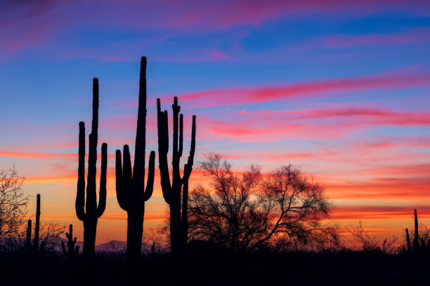 Saguaro cactus silhouettes in the desert at sunset Saguaro cactus silhouettes and scenic desert landscape at sunset in Phoenix, Arizona. sonoran desert stock pictures, royalty-free photos & images