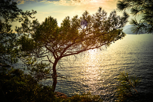 Silhouette of a pine tree by the Mediterranean sea coast. Evening yellow sunlight reflected in surface water. Back sun light