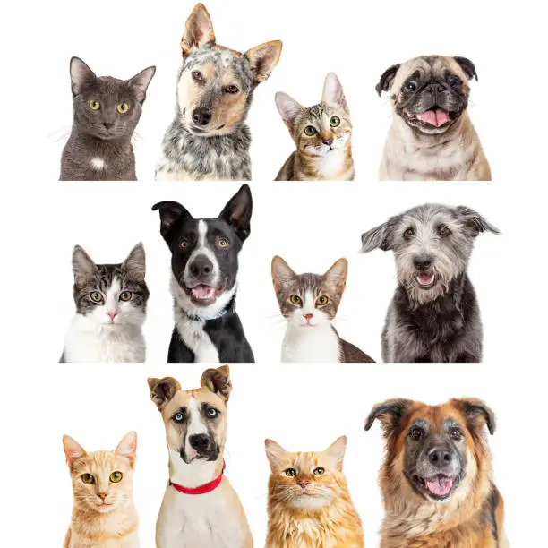 Closeup photos of twelve cats and dogs isolated on white background