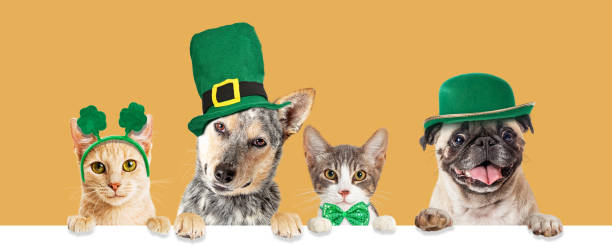 istock St Patricks Day Cats and Dogs Over Banner 1302498919