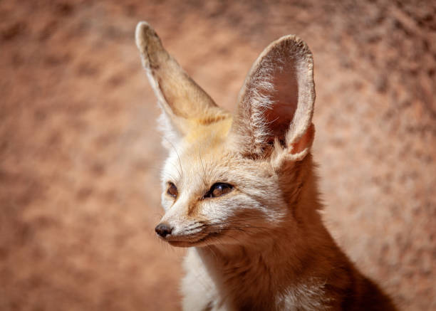 istock Closeup of Cute Fennec Fox 1302498977