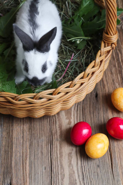 istock Baby Easter Bunny in basket with eggs for easter egg hunt 1302499118