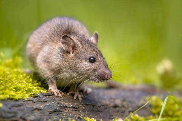rata marrón en la hierba en la orilla del río - mouse rodent animal field mouse fotografías e imágenes de stock