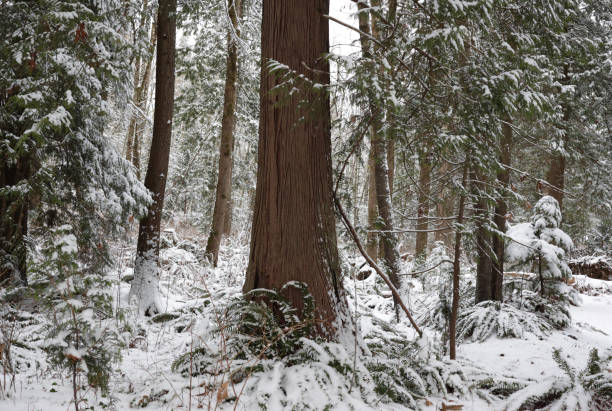 istock Snow in an Evergreen Forest in British Columbia 1302499434