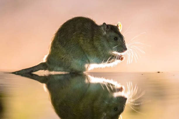 istock Brown rat in darkness walking in water 1302499448