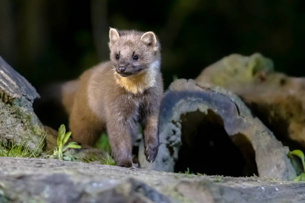istock Pine marten on trunk in forest at night 1302499539