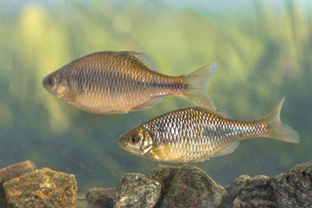 istock freshwater fish European bitterling natural environment 1302499691