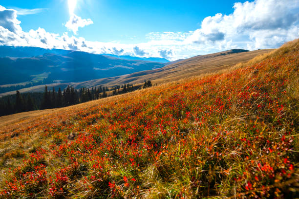 istock Amazing view on Transalpina, Romania 1302499743