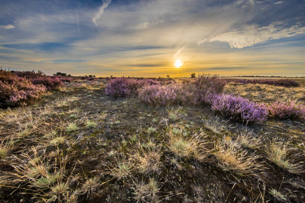 istock Enchanting landscape scenery of heathland 1302499880
