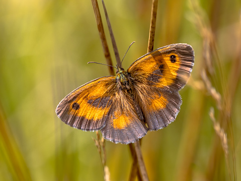 Butterfly Gatekeeper or hedge brown (Pyronia tithonus) scarce insect in natural grassland habitat. Butterfly scene in nature of Europe. The Netherlands.