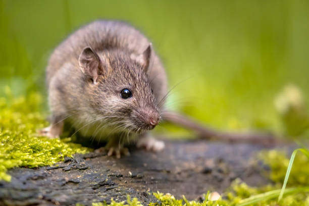 istock Brown rat in grass on river bank 1302500727