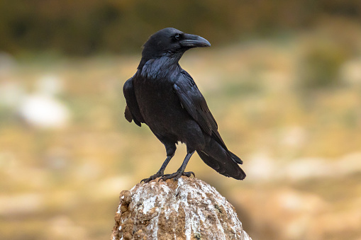 Common raven (Corvus corax) perched on rock in Spanish Pyrenees, Catalonia, Spain. April. They feed on  feeding on carrion, insects, cereal grains, berries, fruit, small animals, nesting birds, and food waste.