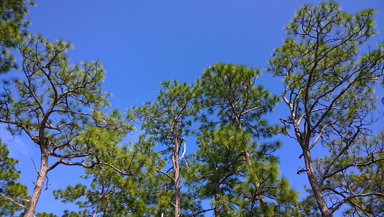 Longleaf pine trees on a clear, sunny day