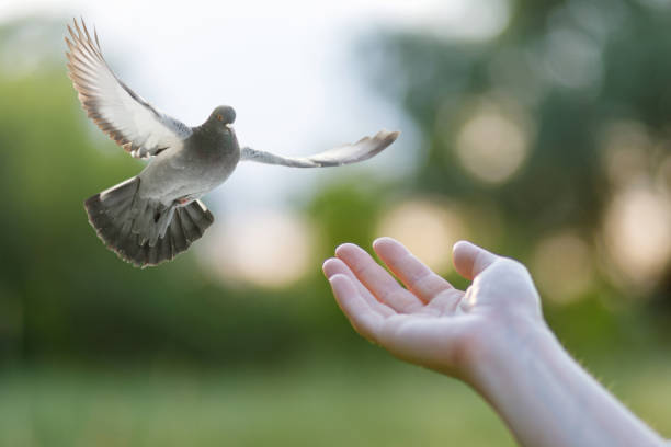 istock A dove flies into a woman's hand . 1302501390