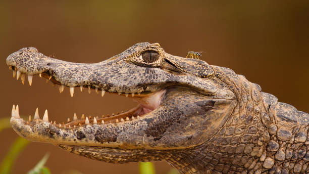 cabeça de yacare jacaré com boca aberta e dentes visíveis, pantanal, brasil - caimão - fotografias e filmes do acervo